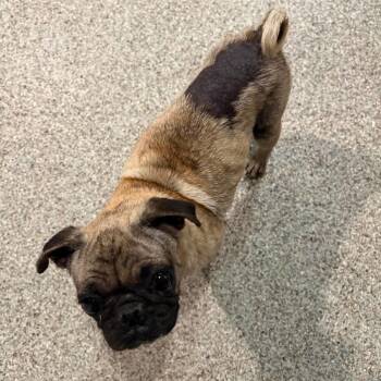 Priscilla *Arriving 6/27* D11565 -  Pug Dog for Adoption - Priscilla *Arriving 6/27* D11565 | PetCurious