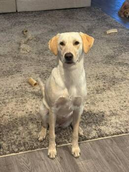 Yellow Labrador Retriever Dogs Available for Adoption - Sandy | PetCurious