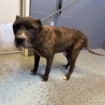 TUSC-Stray-84647 -  Pit Bull Terrier and Mixed Breed Dog Available for Adoption in Tuscaloosa, Alabama - TUSC-Stray-84647 | PetCurious