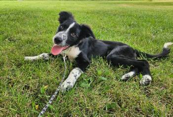 Harlow -  Collie Dog for Adoption - Harlow | PetCurious