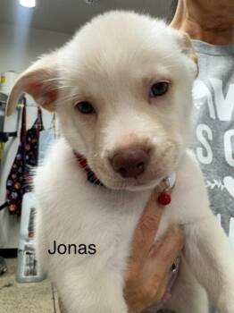 Jonas -  American Staffordshire Terrier and Husky Dog for Adoption in St. George, Utah - Jonas | PetCurious