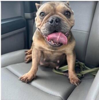 Jewel (GA) -  French Bulldog Dog for Adoption in New York, New York - Jewel (GA) | PetCurious