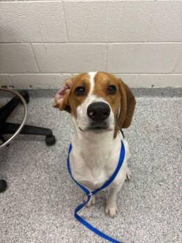 Hound and Mixed Breed Dogs Available for Adoption - Kendrick | PetCurious