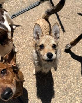 Cairn Terrier and Jack Russell Terrier Dogs Available for Adoption in Penryn, California - Foxy | PetCurious