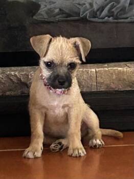 Tara -  Pug and Terrier Dog for Adoption in Tucson, Arizona - Tara | PetCurious