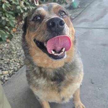 Paquita -  Cattle Dog and Australian Cattle Dog Blue Heeler Dog for Adoption in San Jacinto, California - Paquita | PetCurious