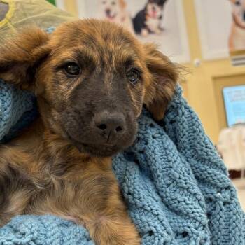 Jerry -  Mixed Breed Dog for Adoption in West Palm Beach, Florida - Jerry | PetCurious