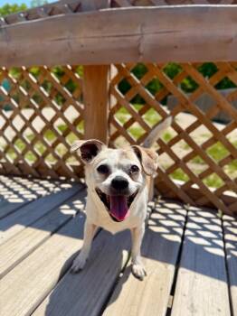 Chihuahua and Mixed Breed Dogs Available for Adoption in Muskegon, Michigan - Chloe | PetCurious