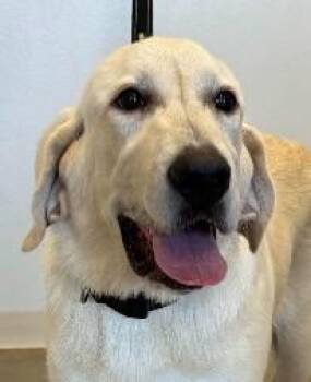 Tank -  Labrador Retriever Dog for Adoption in Greeley, Colorado - Tank | PetCurious