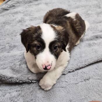 Cordelia -  Mixed Breed Dog Available for Adoption in Woodstock, Illinois - Cordelia | PetCurious