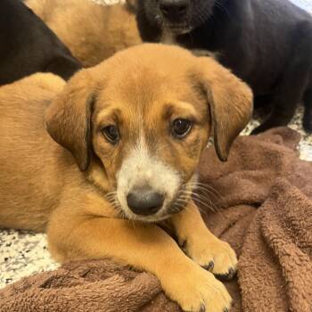 Pumpkin -  Mixed Breed Dog for Adoption in Madisonville, Tennessee - Pumpkin | PetCurious