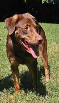 Rescue Labrador Retriever Dogs for Adoption in Franklin, Tennessee - RIGGS | PetCurious