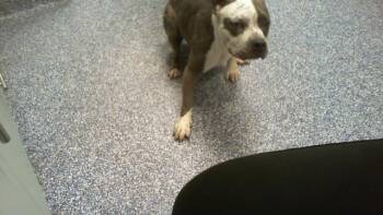 A1270501 -  Pit Bull Terrier Dog for Adoption in Charlotte, North Carolina - A1270501 | PetCurious