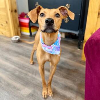Fern Flowers Cute as a Button -  Italian Greyhound and Miniature Pinscher Dog for Adoption in Friendswood, Texas - Fern Flowers Cute As A Button | PetCurious