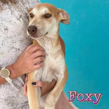 Foxy -  Labrador Retriever and Mixed Breed Dog for Adoption in Bend, Oregon - Foxy | PetCurious