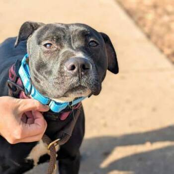 Rescue Mixed Breed Dogs for Adoption in Cincinnati, Ohio - Sheisty | PetCurious