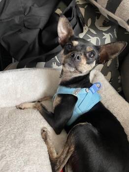 Chihuahua and Mixed Breed Dogs Available for Adoption - Petunia | PetCurious