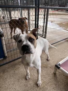 Pit Bull Terrier and Mixed Breed Dogs Available for Adoption - Bingo | PetCurious