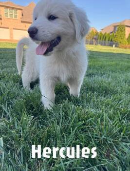 Great Pyrenees Dogs Available for Adoption in Spring Hill, Tennessee - Hercules | PetCurious