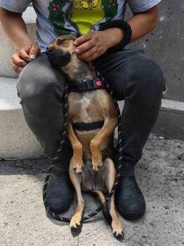 NAYA -  Mixed Breed Dog for Adoption in Langley Township, British Columbia - NAYA | PetCurious
