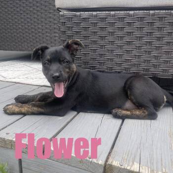 Flower -  Hound and Mixed Breed Dog for Adoption in Ellicott City, Maryland - Flower | PetCurious