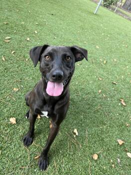 Rescue Black Labrador Retriever and Chihuahua Dogs for Adoption in Salisbury, North Carolina - Sesame | PetCurious