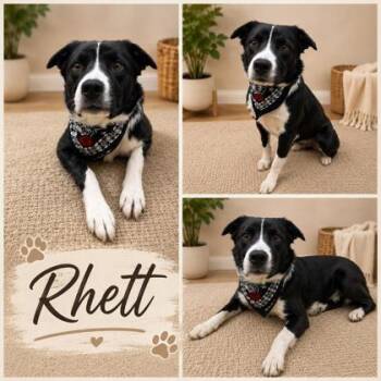 Rhett -  Australian Shepherd and Mixed Breed Dog for Adoption in Seagoville, Texas - Rhett | PetCurious