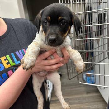 Labrador Retriever and Coonhound Dogs Available for Adoption - Chapel | PetCurious