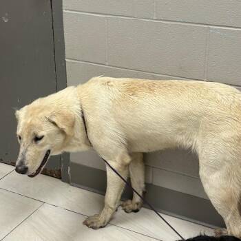 Gemma -  Labrador Retriever Dog for Adoption in Lufkin, Texas - Gemma | PetCurious