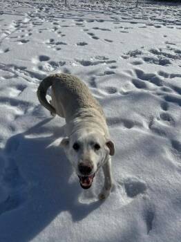 Yellow Labrador Retriever Dogs Available for Adoption - Angela | PetCurious