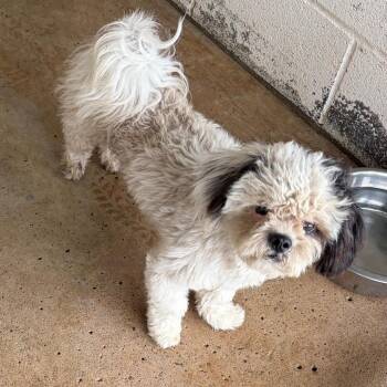 Shih Tzu Dogs Available for Adoption in Edinburg, Texas - Pickles | PetCurious