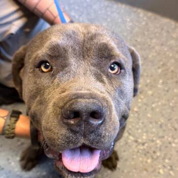 TUSC-Stray-85856 -  Cane Corso and Mixed Breed Dog for Adoption in Tuscaloosa, Alabama - TUSC-Stray-85856 | PetCurious