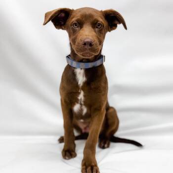 Mixed Breed Dogs Available for Adoption in Parker, Colorado - 599 (2026) Gale | PetCurious