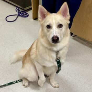 Ozzie -  Husky and Pomeranian Dog for Adoption in Baltimore, Maryland - Ozzie | PetCurious