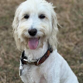 POPPY-ARKANSAS -  Goldendoodle Dog for Adoption in Houston, Texas - POPPY-ARKANSAS | PetCurious