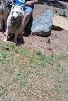 Rescue Siberian Husky Dogs for Adoption in San Juan Bautista, California - Kerman | PetCurious