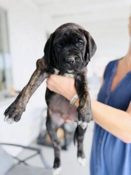 GIGI -  Neapolitan Mastiff and Cane Corso Dog for Adoption in Los Angeles, California - GIGI | PetCurious