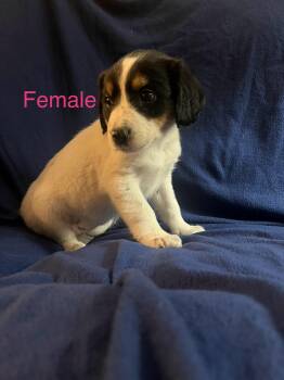 Labrador Retriever Dogs Available for Adoption - Ice Cream | PetCurious