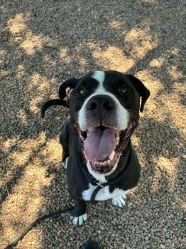 Ethan -  Mixed Breed Dog for Adoption in Canon City, Colorado - Ethan | PetCurious