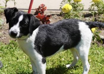 Cheddar -  Chihuahua Dog for Adoption in Pottsville, Pennsylvania - Cheddar | PetCurious