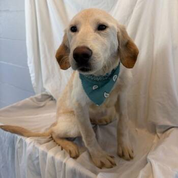 Einstein -  Mixed Breed Dog for Adoption in Canal Winchester, Ohio - Einstein | PetCurious
