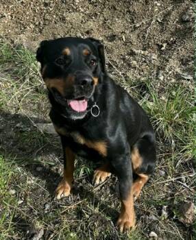 Rottweiler and Mixed Breed Dogs Available for Adoption in Klamath Falls, Oregon - Freya | PetCurious