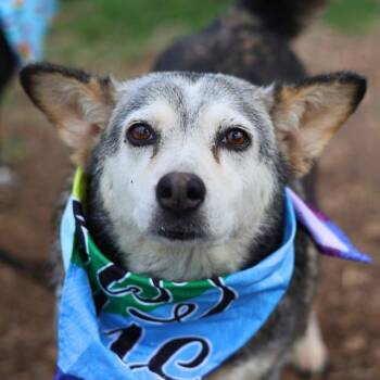 IVORY -  Husky Dog for Adoption in San Antonio, Texas - IVORY | PetCurious