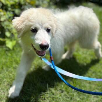 Prince -  Mixed Breed Dog for Adoption in Wantagh, New York - Prince | PetCurious