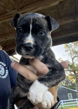 Kona -  Pit Bull Terrier and Mixed Breed Dog for Adoption in West Memphis, Arkansas - Kona | PetCurious