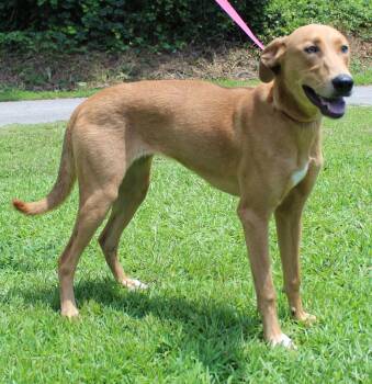 Mable 43873 -  Retriever Dog for Adoption in Prattville, Alabama - Mable 43873 | PetCurious