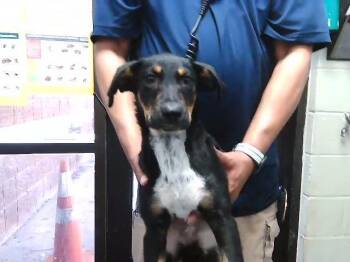 Plott Hound and Mixed Breed Dogs Available for Adoption in Tulsa, Oklahoma - SYLVIA | PetCurious