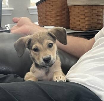 Rescue Catahoula Leopard Dog and Labrador Retriever Dogs for Adoption in The Woodlands, Texas - Morgan | PetCurious