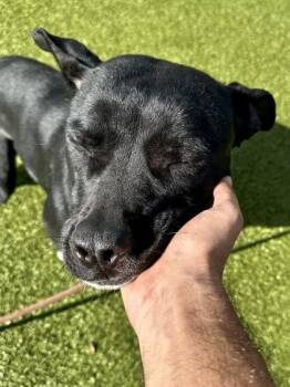Amelia -  Mixed Breed Dog for Adoption in Wichita, Kansas - Amelia | PetCurious
