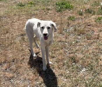 Felice -  Labrador Retriever and Border Collie Dog for Adoption in Salmon Arm, British Columbia - Felice | PetCurious